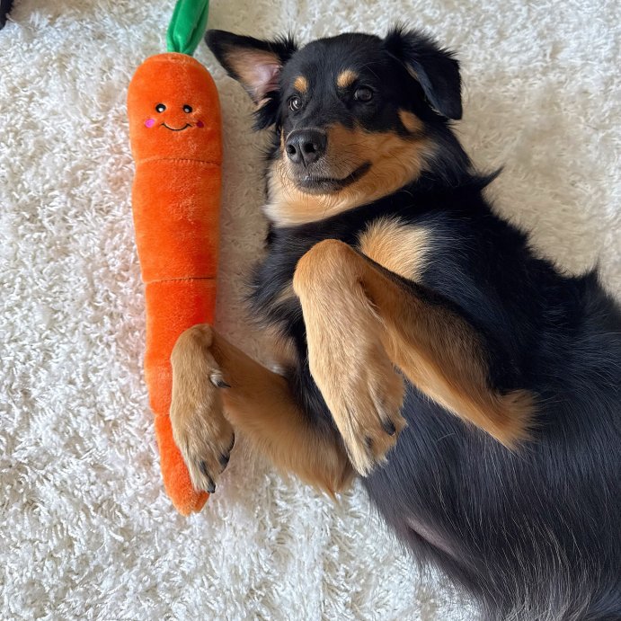 user image by @zayla_lee_, ZippyPaws Carrot Jiggler Dog Toy - 21&#34;
