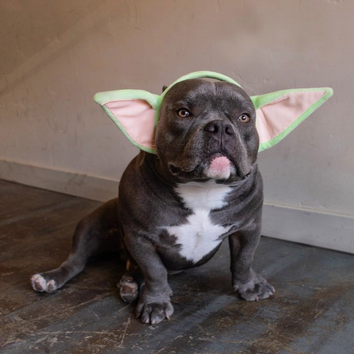 user image by @y0kenobi_cash, The Child Star Wars: The Mandalorian Baby Yoda Head Band