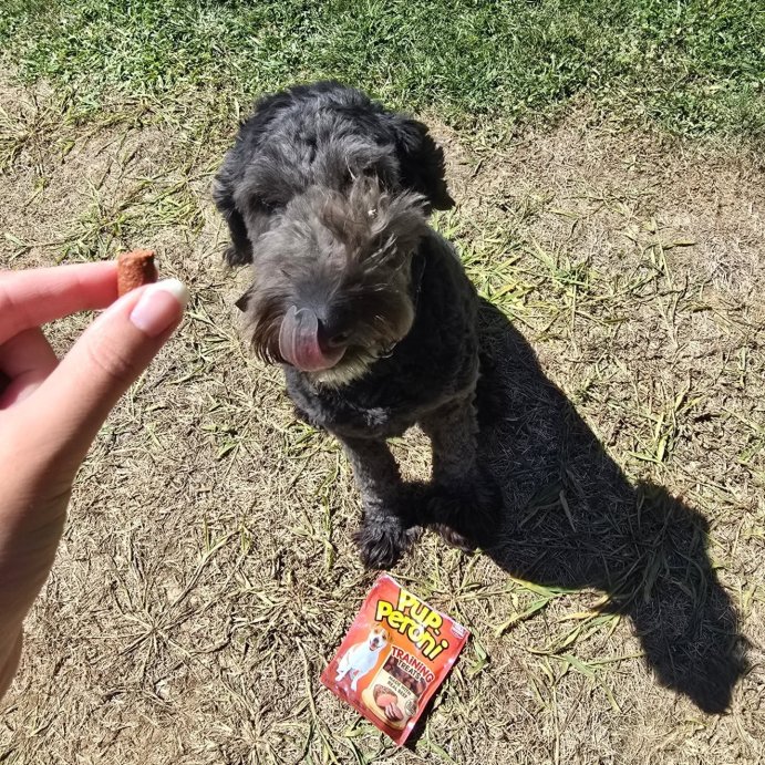 user image by @chelms929, Pup-Peroni Treats Peroni Beef Flavor Training Chewy Dog Treats - 5.6oz