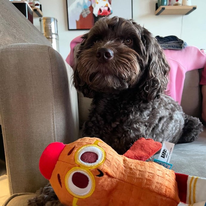 user image by @thisguygus, BARK Snack Pack Goober B.Nutty Dog Plush Toy