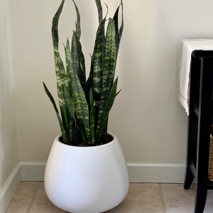 air plant sales 70% Off main image 0
