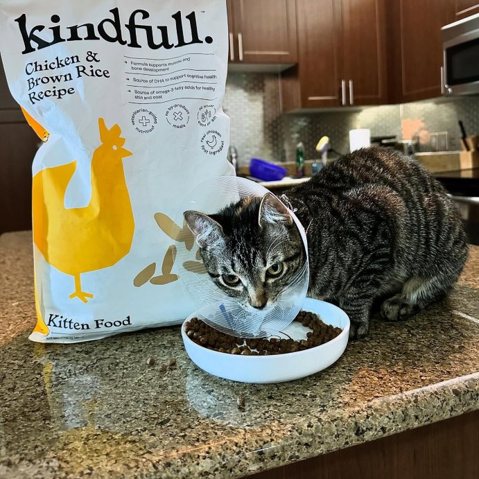 user image by @theoandkathy, Chicken and Brown Rice Kitten Dry Cat Food - Kindfull™