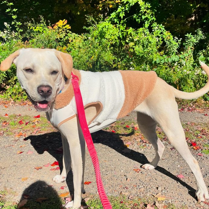 user image by @nalatheyellowlabmix, Faux Shearling Neutral Dog Vest - Boots &#38; Barkley&#8482;