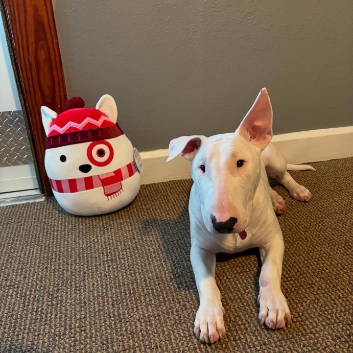 user image by @leo__the_bullterrier_, Squishmallows 12&#34; Target Bullseye Plush