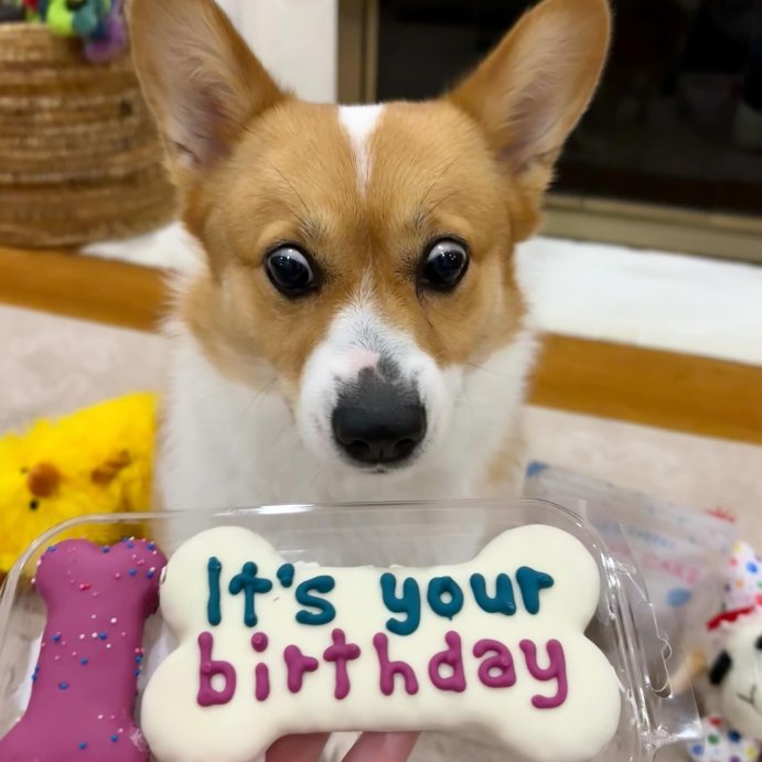 user image by @penny_the_pembroke_princess, Molly&#39;s Barkery Birthday Bones Apple Cinnamon Flavor Dog Treats - 5.89oz