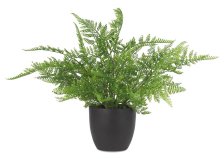 Shop Kady Lace Fern Potted and more