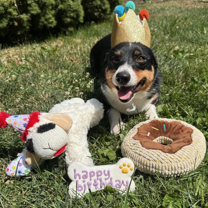 user image by @avaandmurphythecorgis, TrustyPup Chocolate Donut Durable Plush Dog Toy