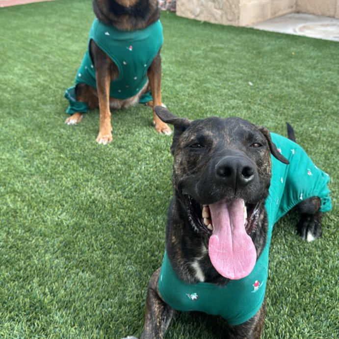 user image by @athenaandbrutus, Polar Bear Print Jersey Holiday Matching Family Dog and Cat Pajamas - Wondershop™ Green