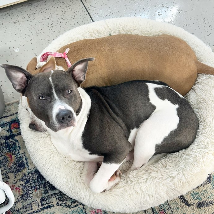 user image by @hazel_and_willy, Donut Bolster Dog Bed - Boots & Barkley™ - Cream