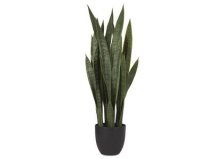 Shop Fynn Sansevieria Potted and more