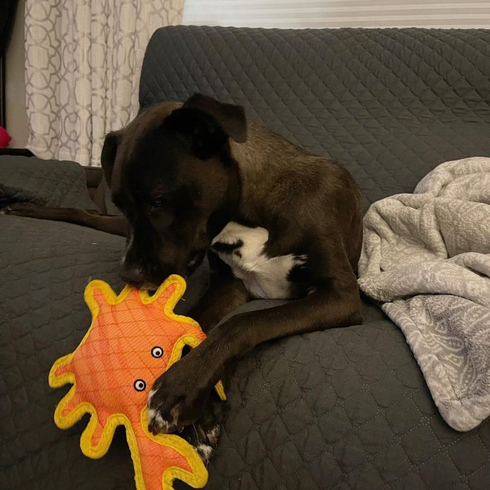 user image by @itsbaconthepup, DuraForce Crab Dog Toy  - Orange
