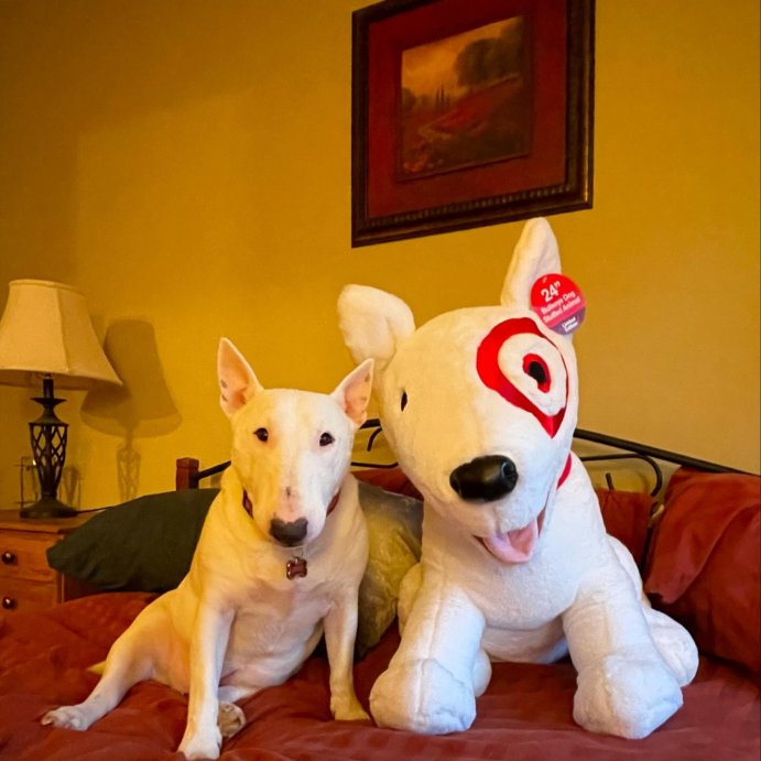 user image by @pixie_the_minibull, Target 10&#39;&#39; Bullseye Plush Dog (Target Exclusive)