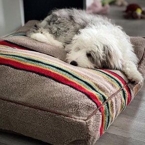 Pendleton Vintage Camp Pet Bed Pottery Barn