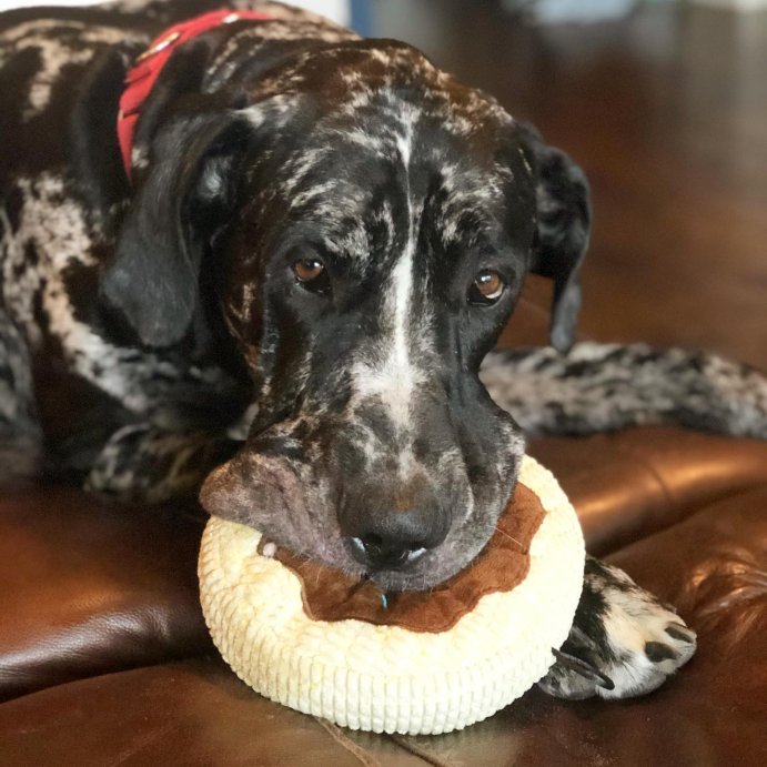user image by @robinson.the.dane, TrustyPup Chocolate Donut Durable Plush Dog Toy