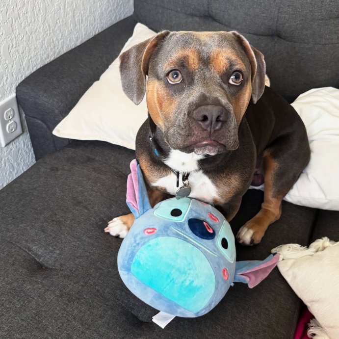 user image by @livelovearianna, Squishmallows 8-Inch Stitch - Official Jazwares Disney Lilo & Stitch Movie Plush - Collectible Soft Squishy Stuffed Animal Toy - Gift for Kids