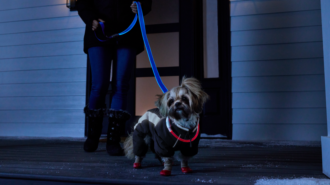 Shop Nite Ize NiteHowl Rechargeable LED Dog Collar, Adjustable, Nite Ize NiteDog Rechargeable LED Dog Leash, Water-Resistant and Reflective, 5-ft, Blue, Petco Pet Snowsuit, Black, Petco Non-Skid Rubber-Dip Sock for Dogs, Red and more