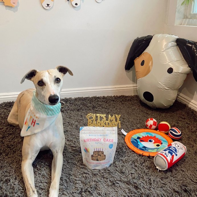 user image by @rowan.the.whippet, Bocce&#39;s Bakery Birthday Cake with Peanut Butter, Carob and Vanilla Flavors Dog Treats - 5oz