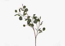 Shop Branche d'eucalyptus Keimi and more