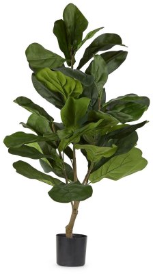 Shop Mia Fiddle Fig Tree and more