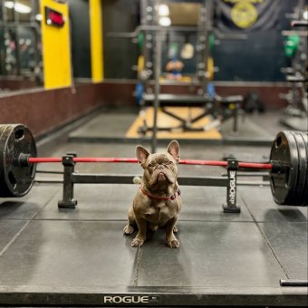 Rogue Deadlift Bar Jack - Weight Training - Barbell Loading Jack
