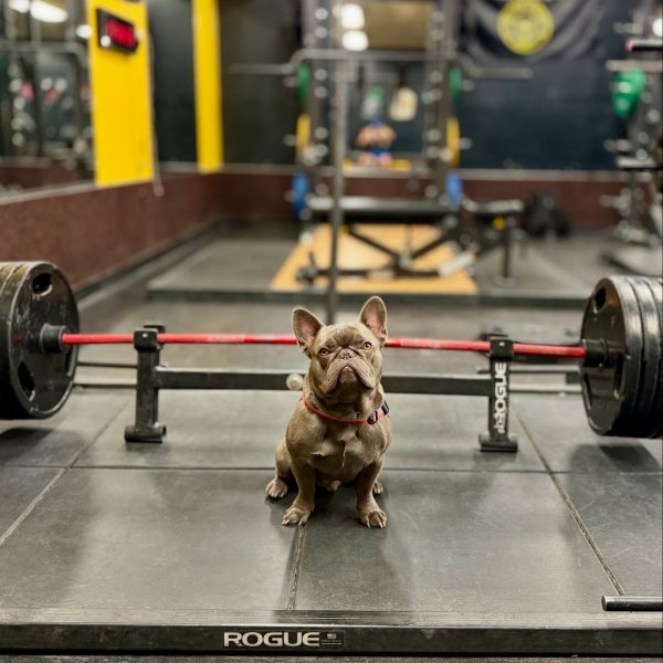 Rogue Deadlift Bar Jack - Weight Training - Barbell Loading