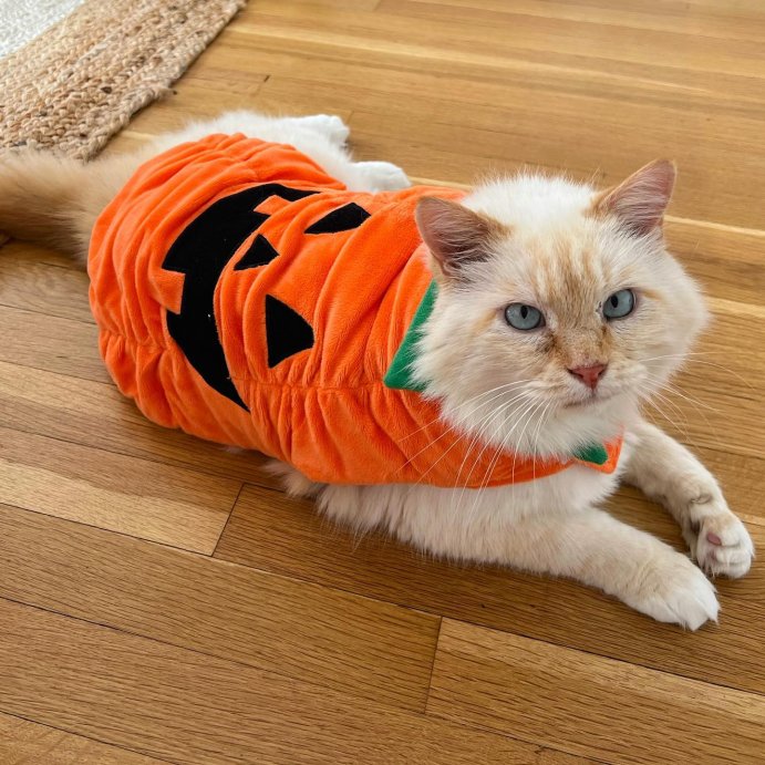user image by @classicallykatharine, Zack & Zoey Pumpkin Pooch Dog Costume