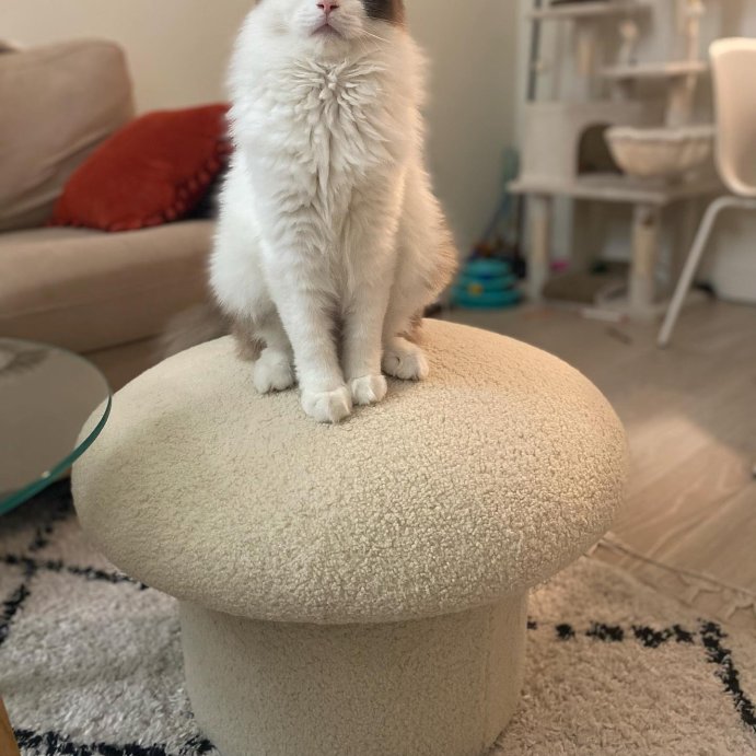 user image by @mochi.ragdollnyc, Maddalena Mushroom Stool - Opalhouse™ designed with Jungalow™