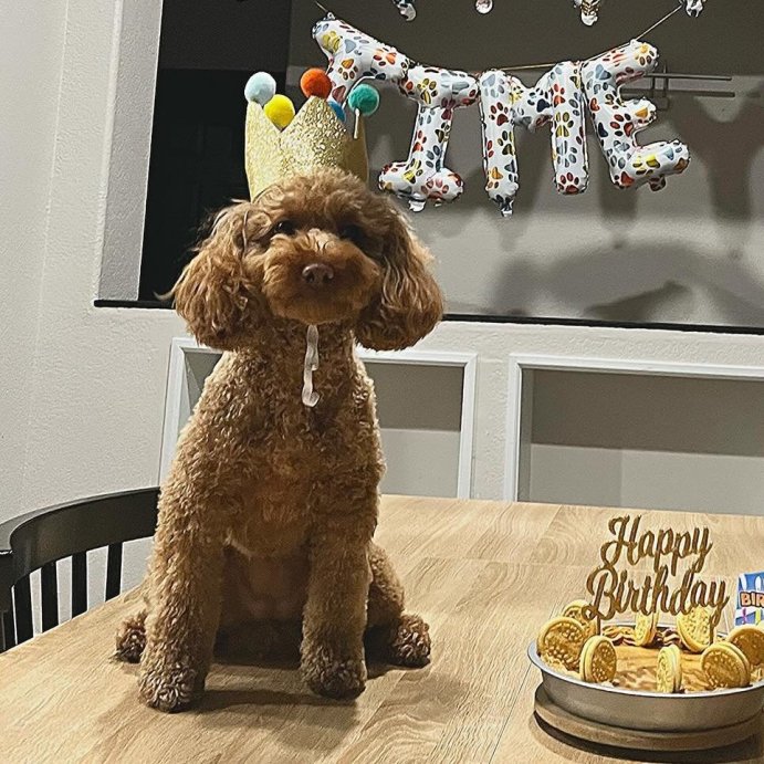 user image by @poodlesladyandoliver, Birthday Crown Dog Hat - Gold - 6&#34; - Boots &#38; Barkley&#8482;