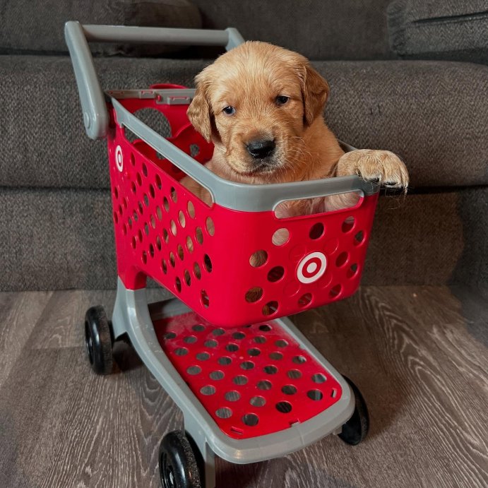 user image by @finnbay.goldens, Target Toy Shopping Cart