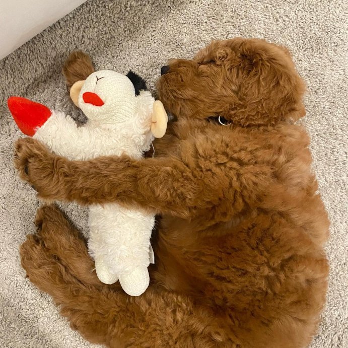 user image by @milothegoldenndoodle, Multipet 10.5&#34; Lamb Chop Interactive Plush Dog Toy
