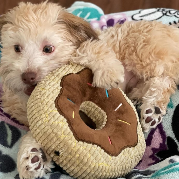user image by @normanofnashville, TrustyPup Chocolate Donut Durable Plush Dog Toy