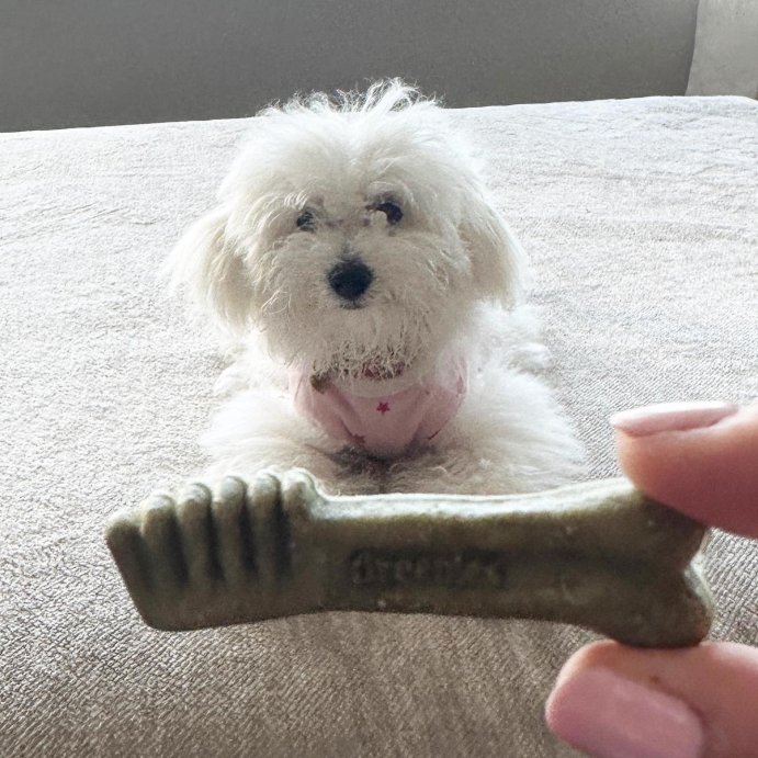 user image by @mochi_loves_life, Greenies Teenie Spearmint and Chicken Flavor Chewy, Dental Hard Chews Dog Treats