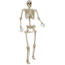Shop For Living Skeleton Realistic Hanging Full-Size Human, White, 5-ft, Indoor/Outdoor Decoration for Halloween and more