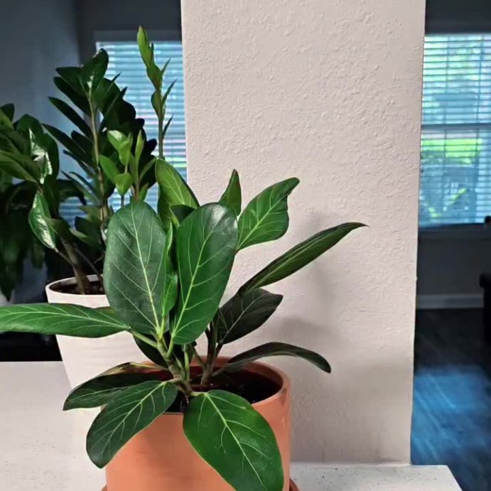 user image by @m4rifoodie, ZEYA Portable Diffuser Starter Kit