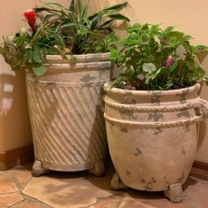 audrey ficus United Nursery Ficus Audrey Plant in 6 inch White Decor Pot