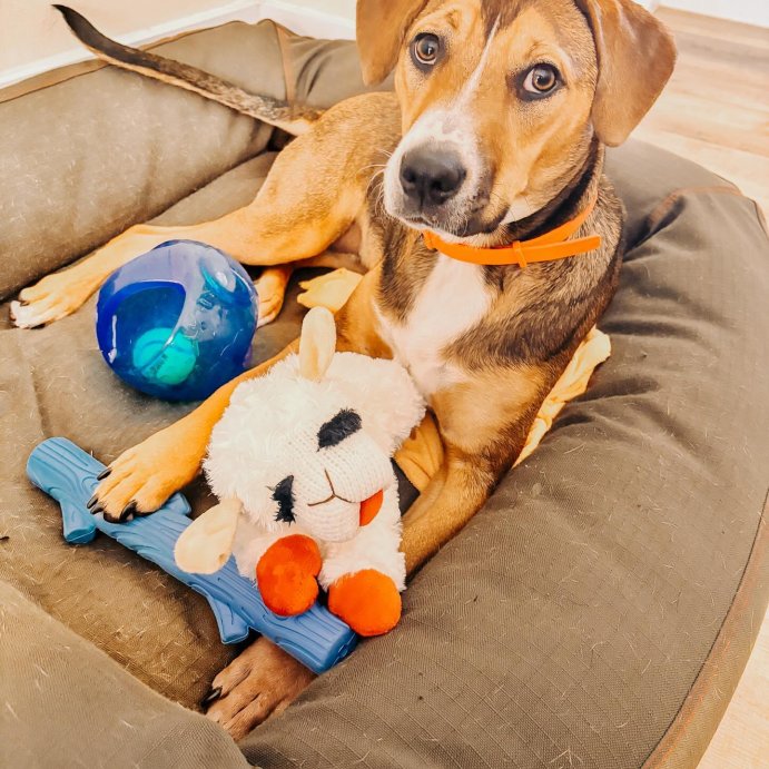user image by @witxknee, Multipet Mini Lamb Chop Dog Toy - 6&#34;