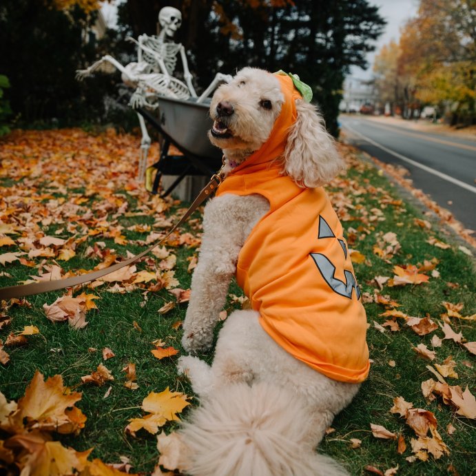 user image by @otisandrosie, Jack-O'-Lantern Pumpkin Reflective Halloween Hoodie Dog and Cat Costume - Boots & Barkley™