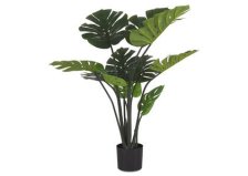 Shop Monstera Plant Potted and more