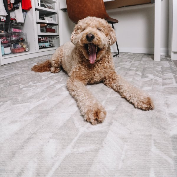 Need inspiration? See how shoppers like you style their Ruggable rugs.