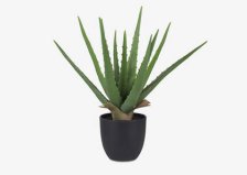 Shop Kani Aloe Plant Potted and more