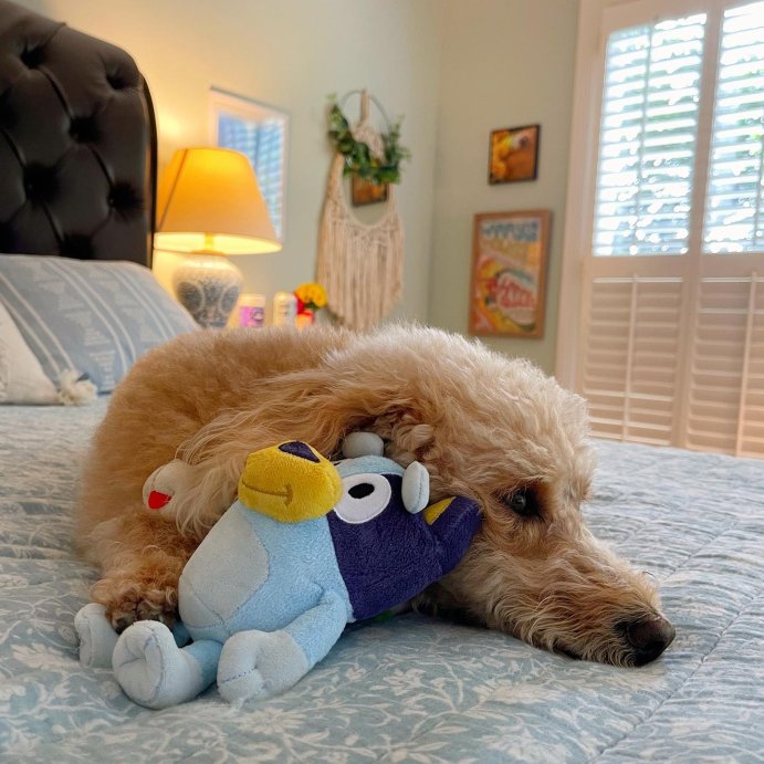 user image by @laurelklunce, Bluey Sound Effects Talking Stuffed Plush