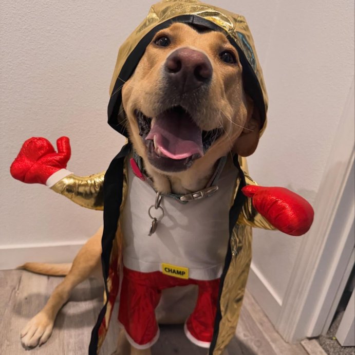 user image by @ddaisythelabrador, Boxing Champ Frontal Halloween Dog and Cat Costume - Boots & Barkley™