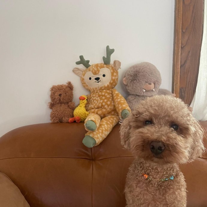 user image by @poodlecaptainteemo, Deer Plush Dog Toy - L - Boots &#38; Barkley&#8482;