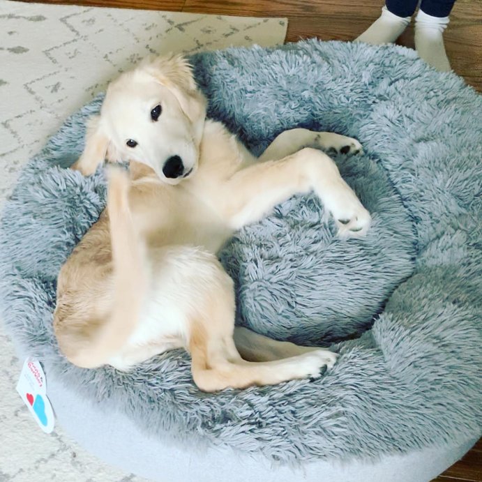 user image by @cincybrewdog, Super Plush Cuddler Round Dog Bed - Gray - Boots & Barkley™