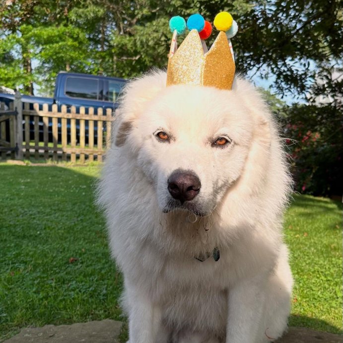 user image by @sophie_and_quigley_thebears, Birthday Crown Dog Hat - Gold - 6&#34; - Boots &#38; Barkley&#8482;