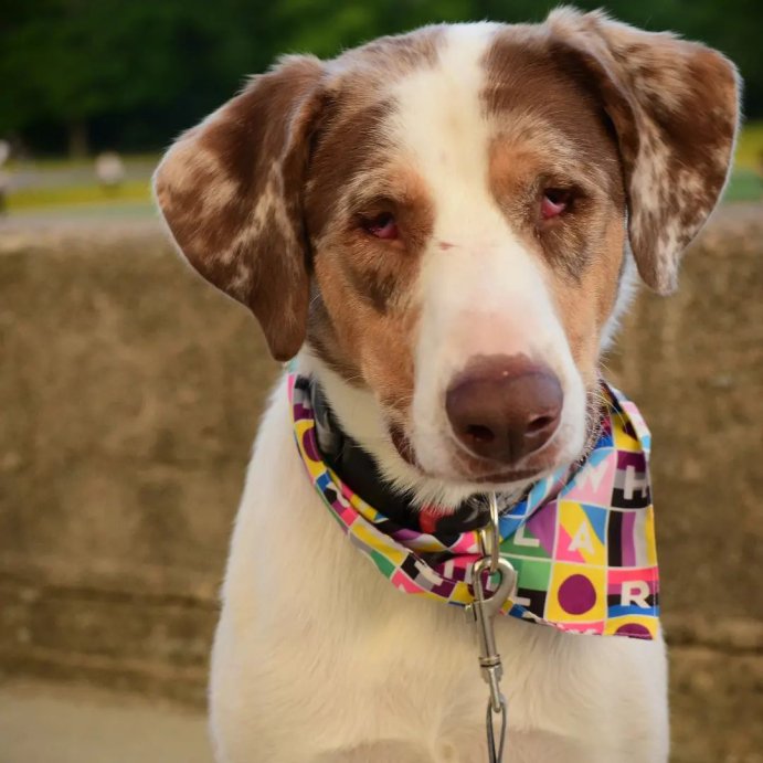 user image by @rockytheblindservicedog, My First Pride Dog and Cat Cropped Tank Top - Blue