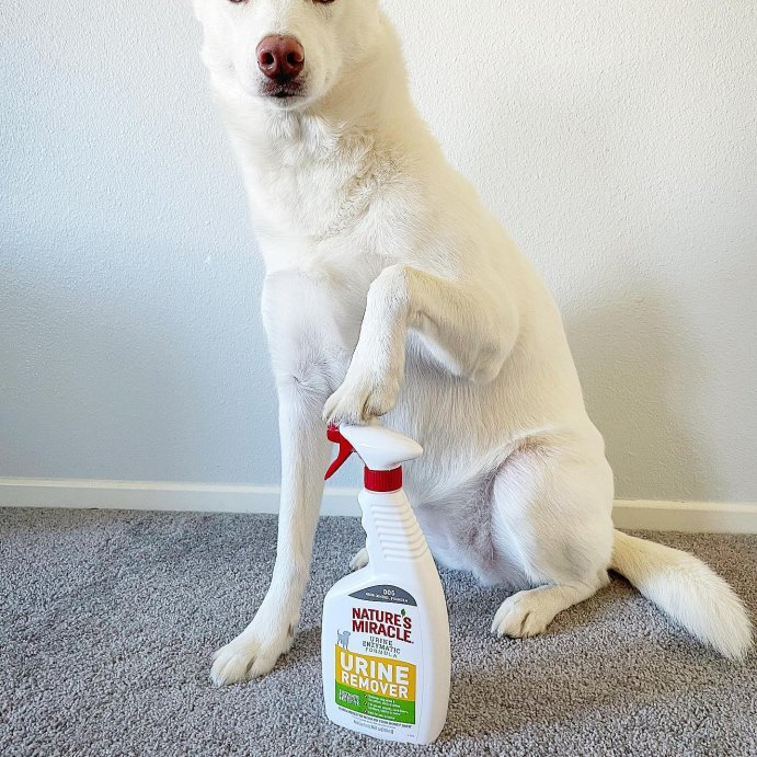 user image by @erzathehusky, Nature&#39;s Miracle Dog Urine Remover Spray - 24 fl oz