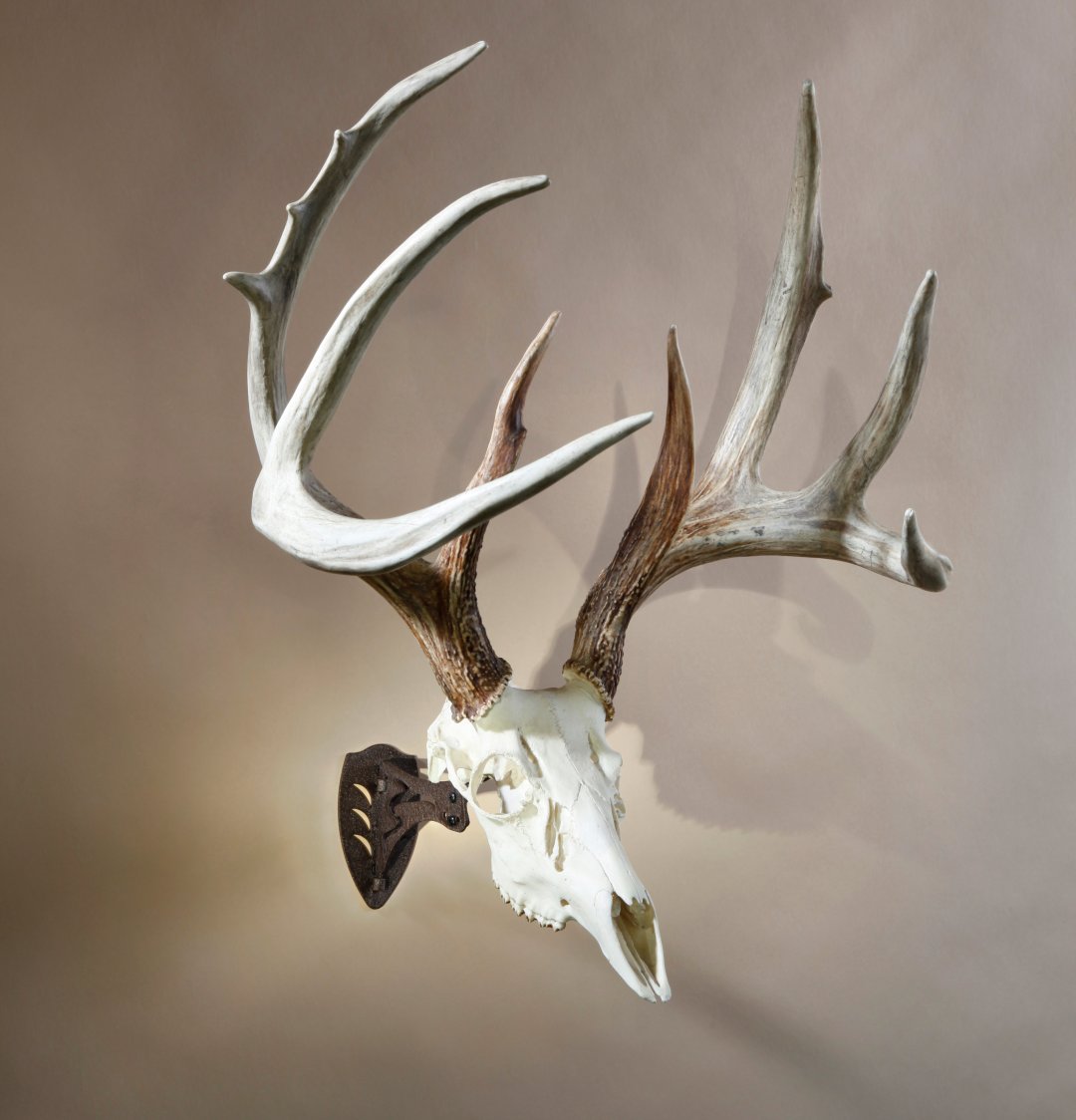 cool deer skull mounts