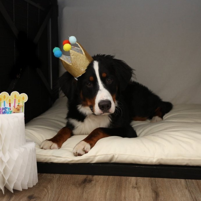 user image by @berner_leo_zozz, Birthday Crown Dog Hat - Gold - 6&#34; - Boots &#38; Barkley&#8482;