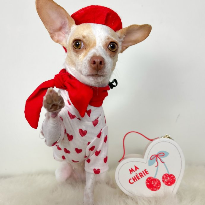 user image by @divina_luna_the_chihuahua, Dec Storage Boxes Cherry - Bullseye&#39;s Playground&#8482;